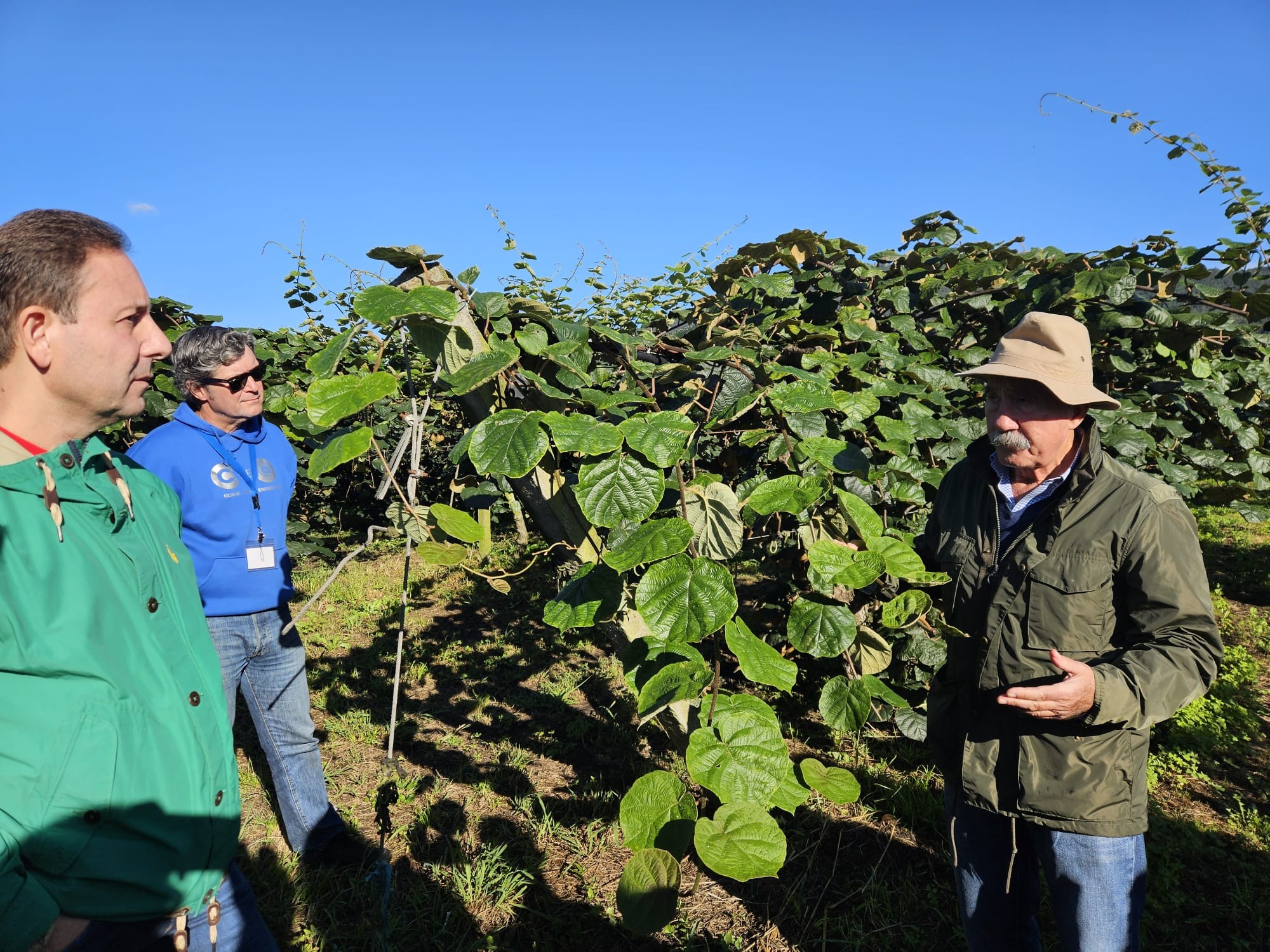 Asturias joven emprenda Plantación Kiwis